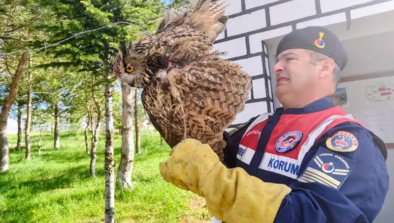 Dikenli Tellere Takılan Puhu Kuşu, Kahraman Veterinerler Tarafından Kurtarıldı