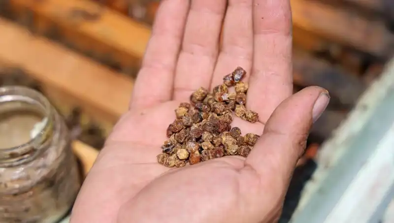 Eskiden Çöpe Giden Besin Şimdi Kilosu 3 Bin TL’den Satılıyor