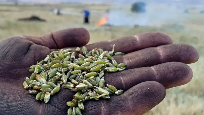 Firik Sezonu Başladı: Eşsiz Lezzetlerle Tanışın