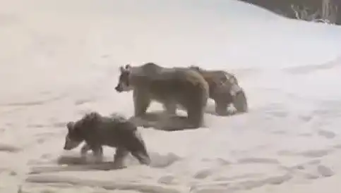 Anne ve Yavru Ayılar Yiyecek Arayışında Ormana İndi