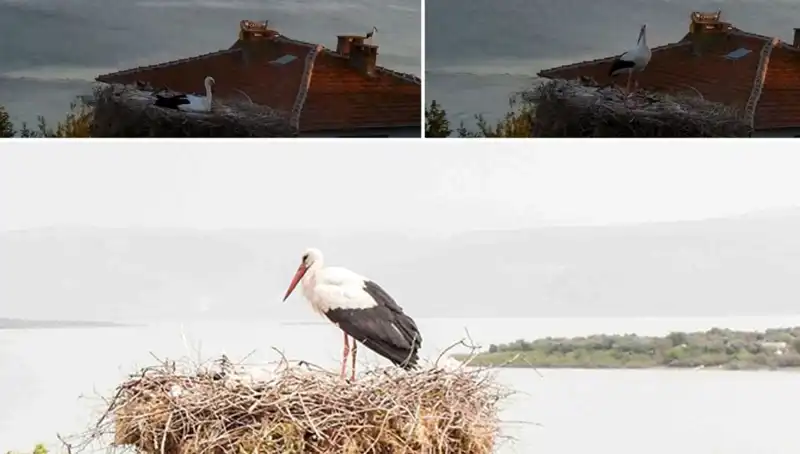 Leylek Yaren, Depremin Gelmesini Önceden Hissetti Mi?
