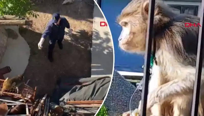 Muğla'da Maymun Kovalaması: Mahalleli Olayı Elinden Kaçırmadı!