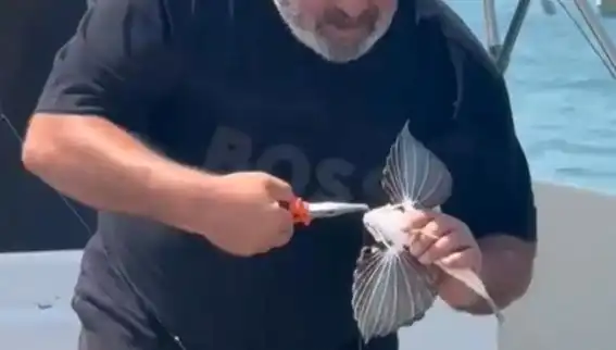Saros'un Derinliklerinde Nadir Kırlangıç Balığı Oltaya Takıldı
