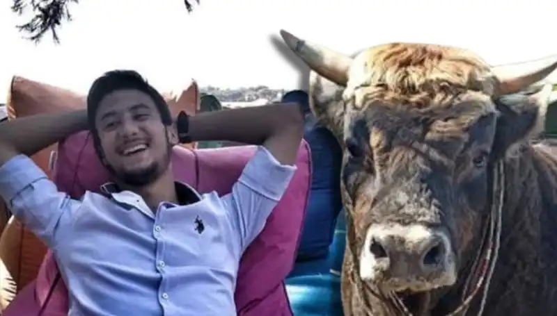 Aydın'da Güreş Boğası, Sahibini Hayatından Etti!