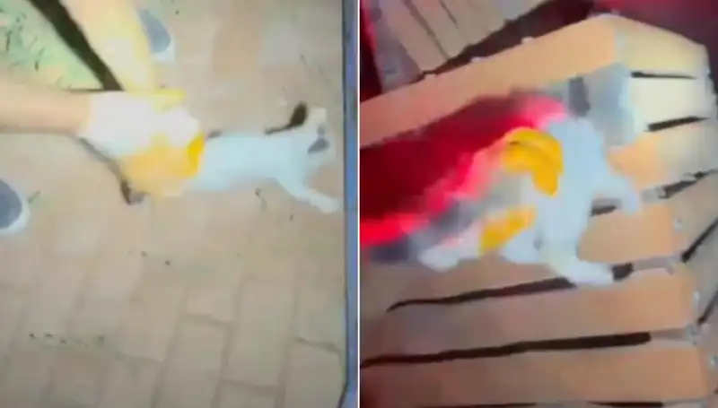 Gece Yarısı İtfaiye Ekipleri, Çatıya Sığınan Kedi İçin Seferber Oldu