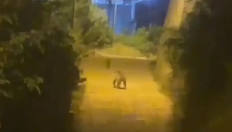 Gümüşhane'de Şehir Merkezine İnen Ayı, Vatandaşları Endişelendirdi