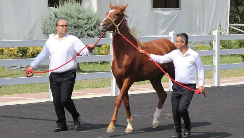 Türkiye’nin En Büyük Taşkınları: "Taşkın Kral" Rekoru Kırıldı!