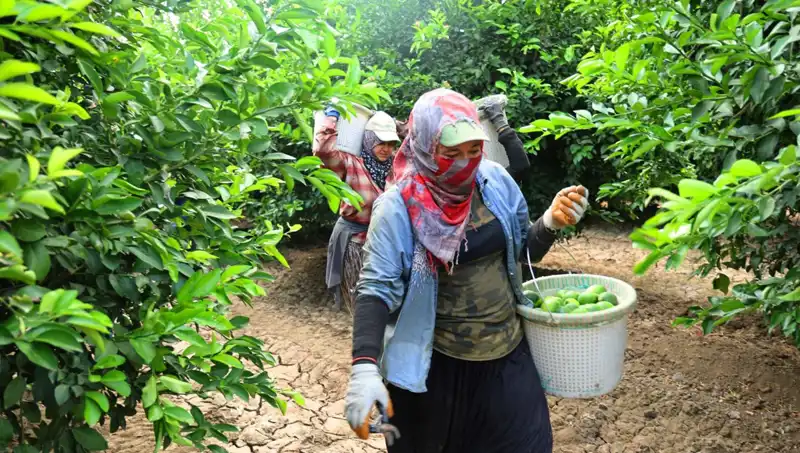 Markette Domates Fiyatları Rekor Kırdı: Yeni Hasat Umut Vaadediyor