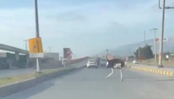 Hatay'da Trafikte Deve Kuşu Görüntüleri Sosyal Medyada Şaşkınlık Yarattı