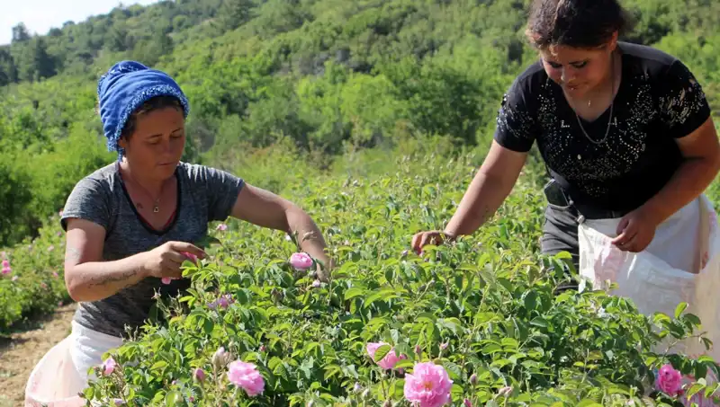 Zirai Don Uyarısı: Gül Tarlaları Tehdit Altında!