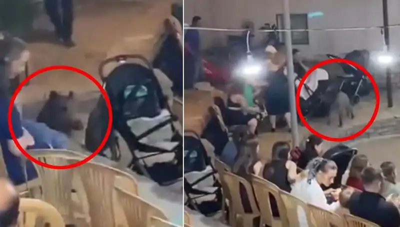 Düğünde Yaban Domuzu Heyecanı: Misafirler Şaşkın Neye Uğradılar!