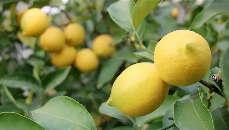 Limon Fiyatları Alev Alev: Artışın Nedeni ve Pazar Etkileri
