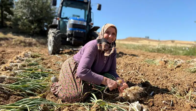 Dünyaca Ünlü Selenyum Kaynağı: Tarladan Günlük 1200 Lira Kazanıyorlar