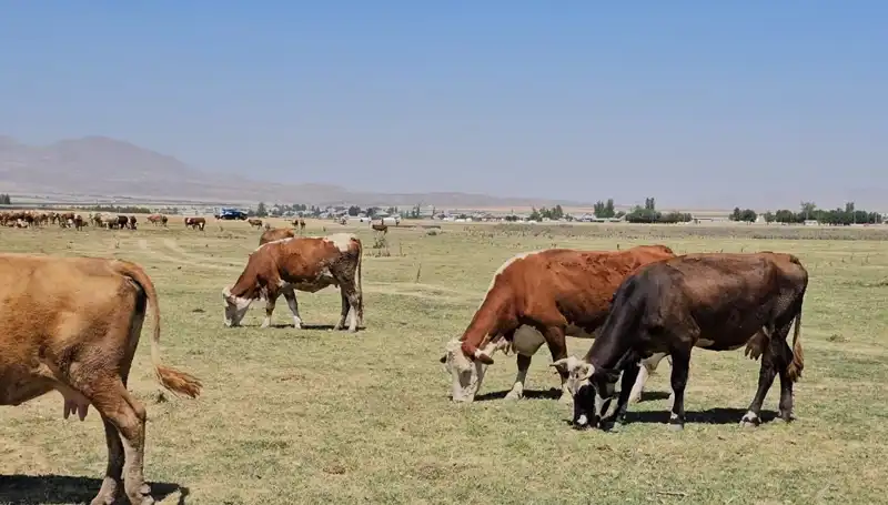 Arin Gölü'nde Kuraklık Felaketi: Suyun Azlığı Sosyal Hayatı Tehdit Ediyor