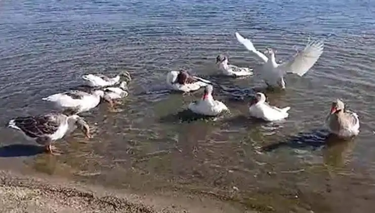 Denizde Yüzdükleri için Şikayet Edilen Kazlar Kümeste Hapsedildi