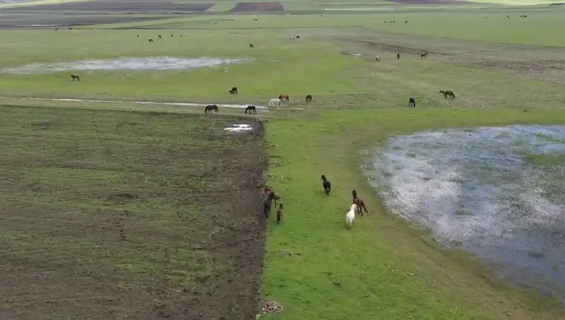 Kars’ın Doğasında Yılkı Atları: Doğanın Eşsiz Güzelliği