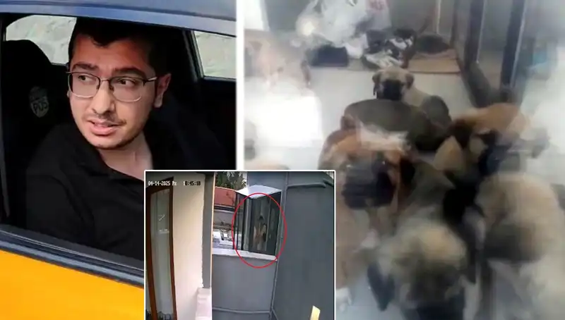 Hayvanlara Şiddet: Doktorun 12 Yavru Köpeği Katletmesi Yaşanan Skandalı Ortaya Çıkardı