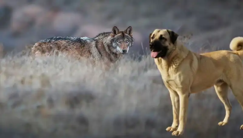 Kangal Köpeği Talebi Neden Artıyor? Kurt Popülasyonundaki Değişim Etkili Mi?